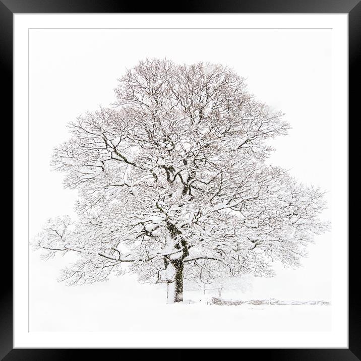 Winter Tree  Framed Mounted Print by chris smith