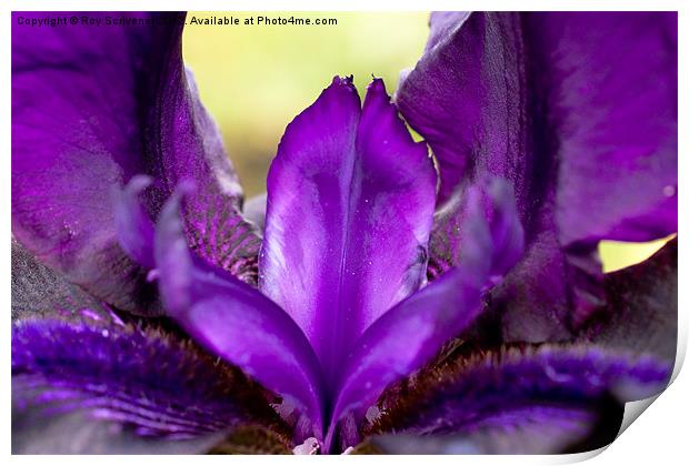 Purple Iris Print by Roy Scrivener