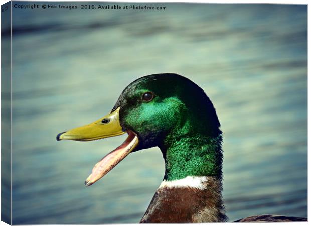 Mallard duck Canvas Print by Derrick Fox Lomax