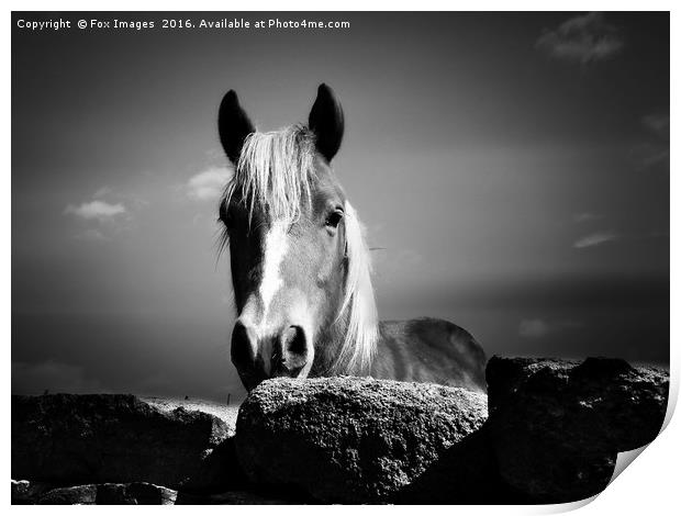 Horse over the wall Print by Derrick Fox Lomax