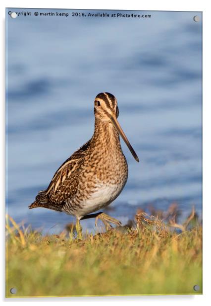 Snipe 3 Acrylic by Martin Kemp Wildlife