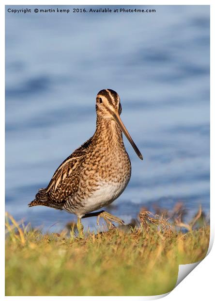 Snipe 3 Print by Martin Kemp Wildlife