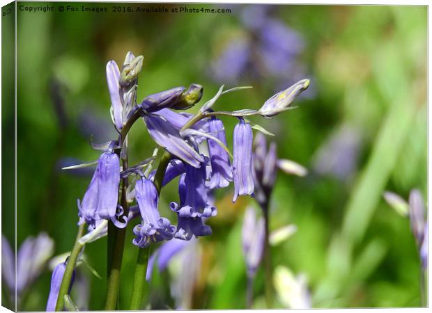 Bluebells in the forest Canvas Print by Derrick Fox Lomax