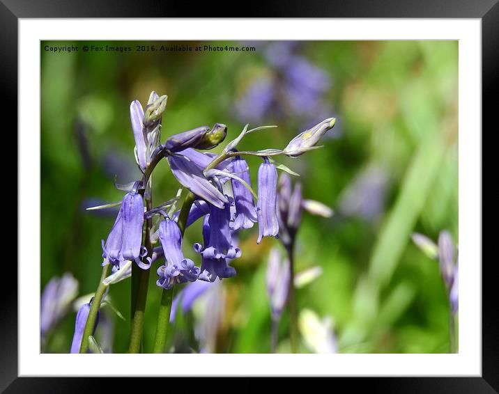 Bluebells in the forest Framed Mounted Print by Derrick Fox Lomax