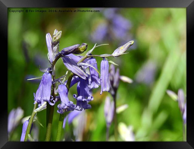 Bluebells in the forest Framed Print by Derrick Fox Lomax