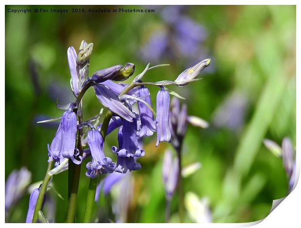 Bluebells in the forest Print by Derrick Fox Lomax