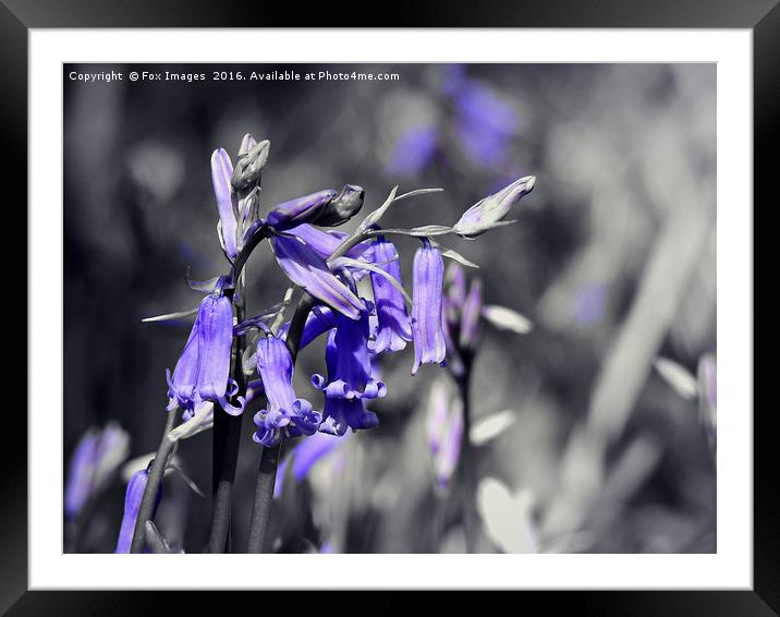 Bluebells in the forest Framed Mounted Print by Derrick Fox Lomax