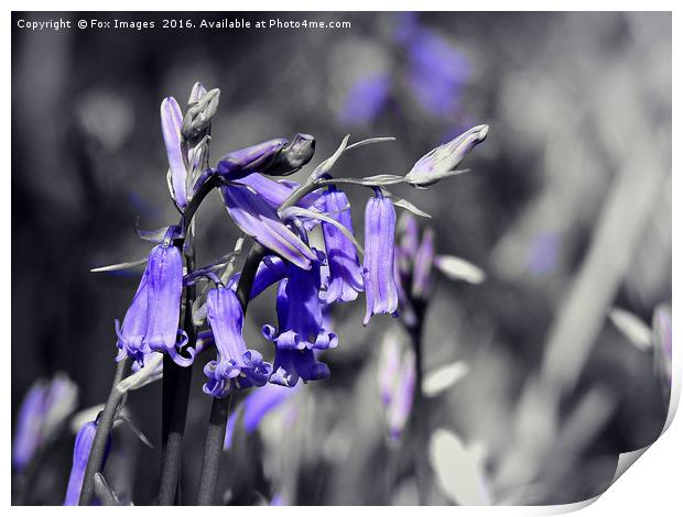 Bluebells in the forest Print by Derrick Fox Lomax