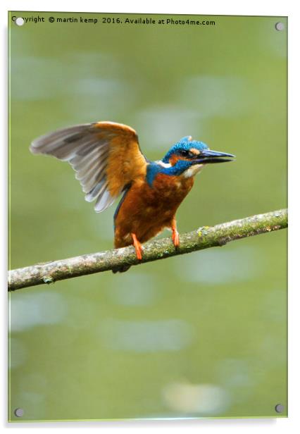 Kingfisher Acrylic by Martin Kemp Wildlife
