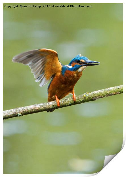 Kingfisher Print by Martin Kemp Wildlife