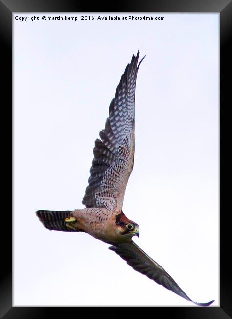 Peregrine Falcon  Framed Print by Martin Kemp Wildlife