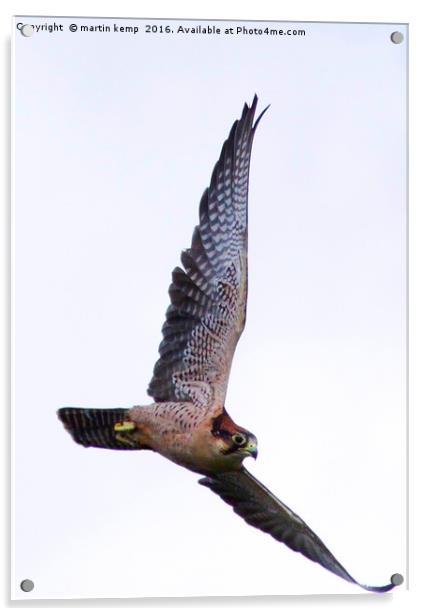 Peregrine Falcon  Acrylic by Martin Kemp Wildlife