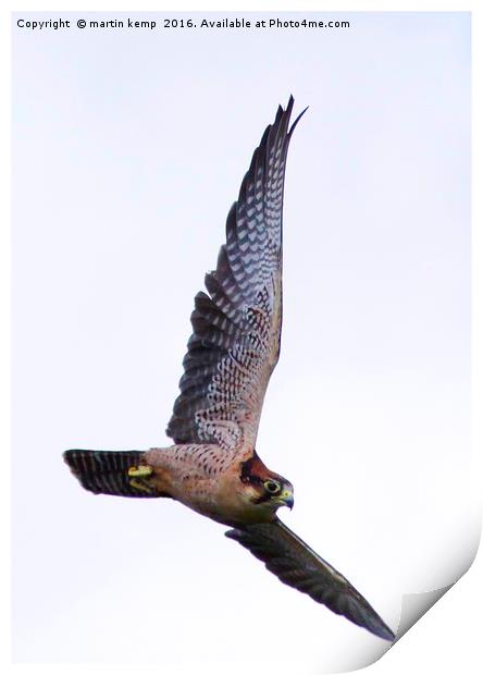 Peregrine Falcon  Print by Martin Kemp Wildlife