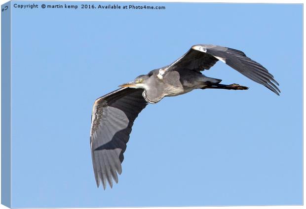 Grey Heron Canvas Print by Martin Kemp Wildlife