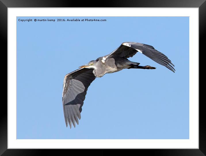 Grey Heron Framed Mounted Print by Martin Kemp Wildlife