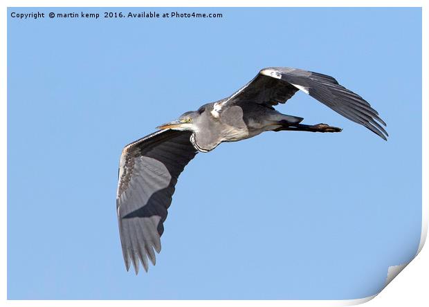 Grey Heron Print by Martin Kemp Wildlife