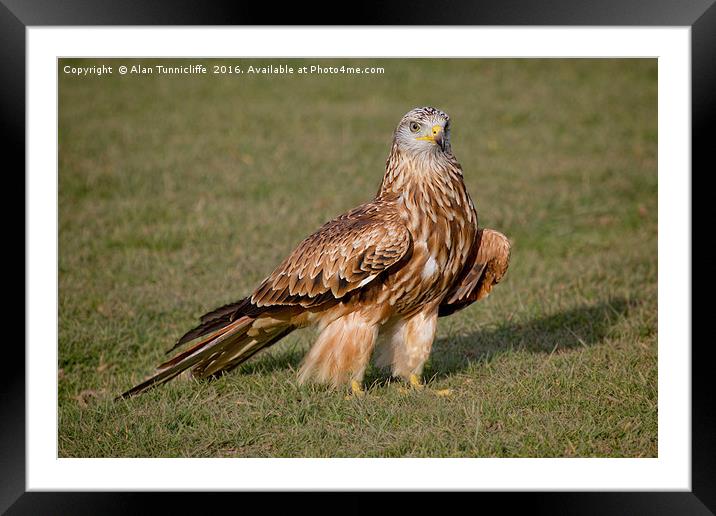 Red Kite Framed Mounted Print by Alan Tunnicliffe