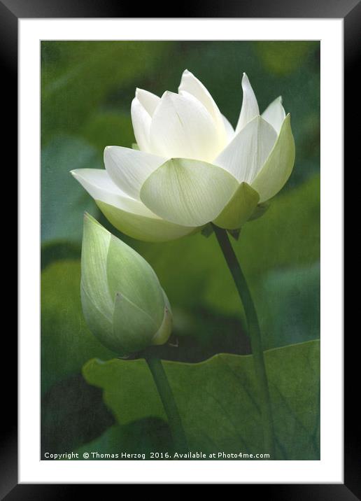 Lotusblossom with bud Framed Mounted Print by Thomas Herzog