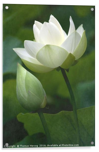 Lotusblossom with bud Acrylic by Thomas Herzog