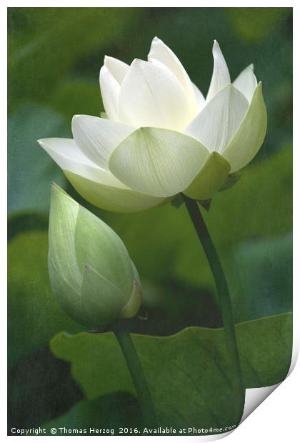 Lotusblossom with bud Print by Thomas Herzog