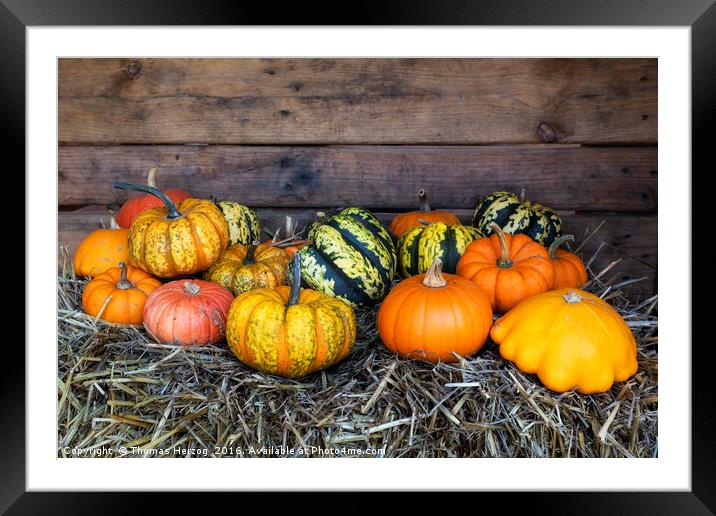Colorful pumpkins Framed Mounted Print by Thomas Herzog
