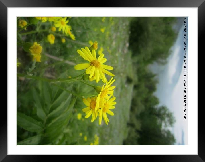 A nice wild yellow flower in jungle, Framed Mounted Print by Ali asghar Mazinanian