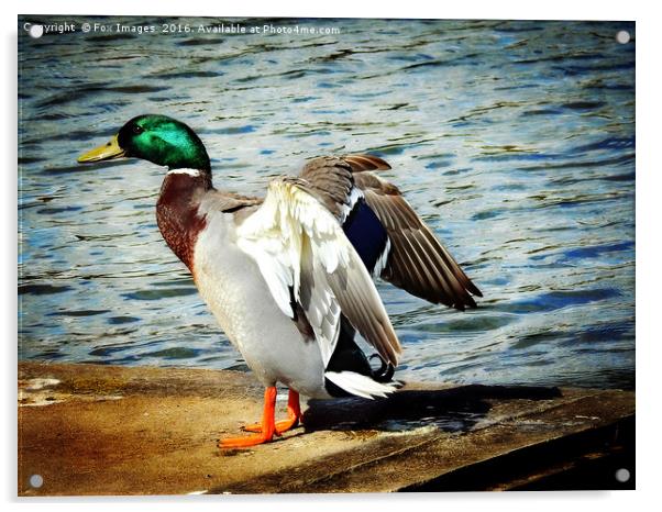 Mallard duck Acrylic by Derrick Fox Lomax