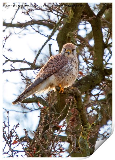 Kestrel Print by Martin Kemp Wildlife