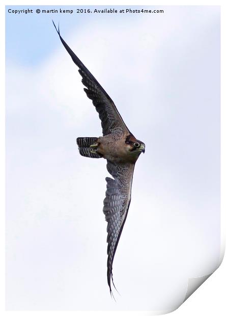 Peregrine Falcon  Print by Martin Kemp Wildlife