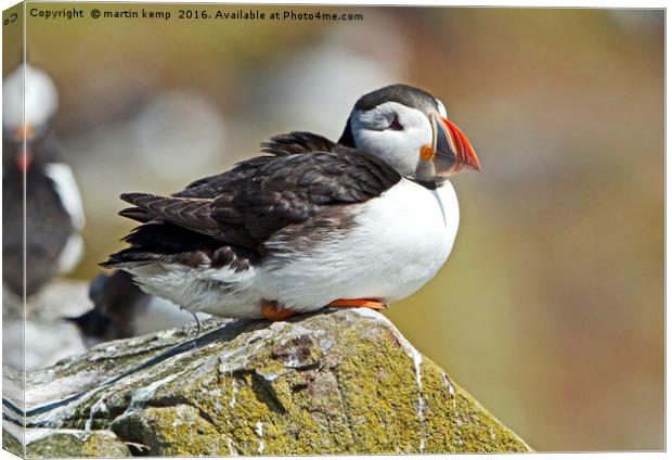 Resting Puffin Canvas Print by Martin Kemp Wildlife