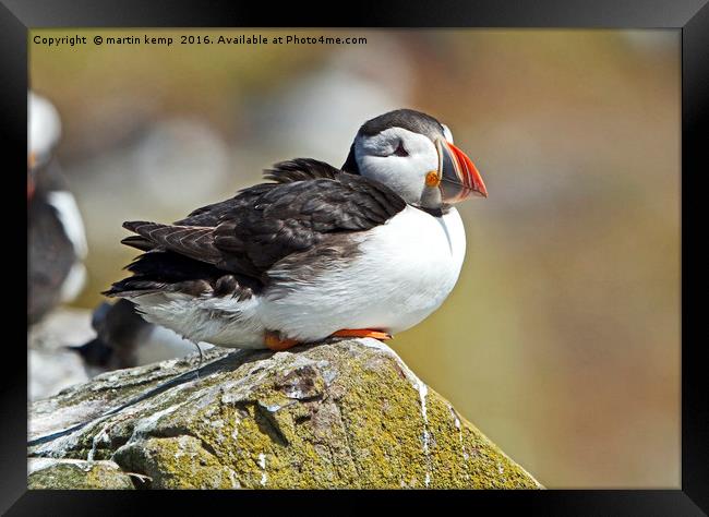 Resting Puffin Framed Print by Martin Kemp Wildlife