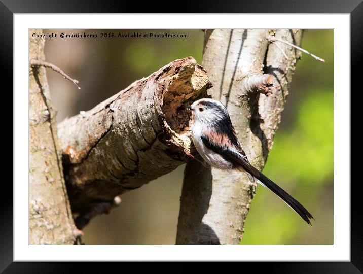 Longtail Tit Framed Mounted Print by Martin Kemp Wildlife