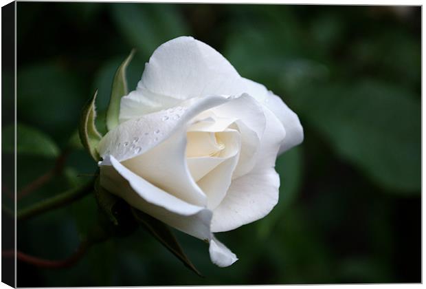 White Rose Canvas Print by Chris Day