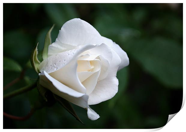 White Rose Print by Chris Day