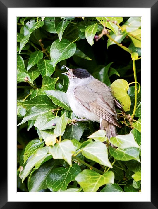 Male Blackcap With Berry Framed Mounted Print by Martin Kemp Wildlife