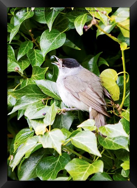 Male Blackcap With Berry Framed Print by Martin Kemp Wildlife