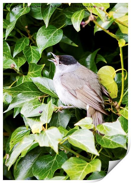 Male Blackcap With Berry Print by Martin Kemp Wildlife
