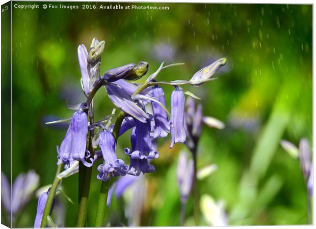 Bluebells in the forest. Canvas Print by Derrick Fox Lomax