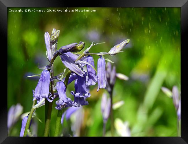 Bluebells in the forest. Framed Print by Derrick Fox Lomax