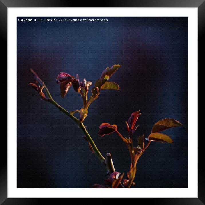 Twilight Framed Mounted Print by LIZ Alderdice
