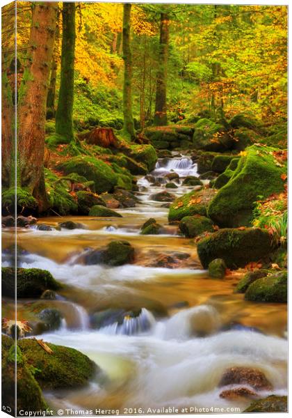 Forest brook in autumn Canvas Print by Thomas Herzog