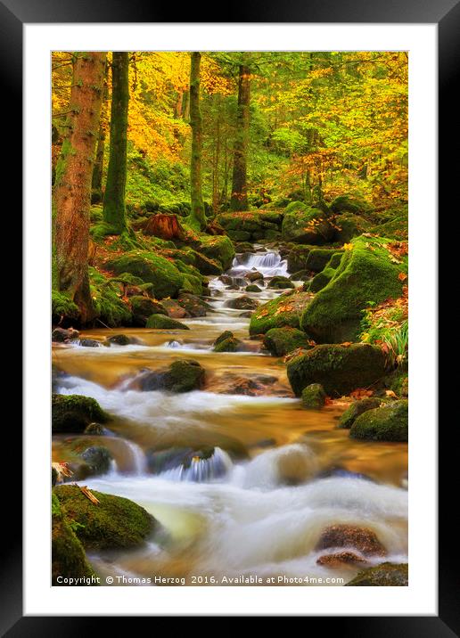 Forest brook in autumn Framed Mounted Print by Thomas Herzog