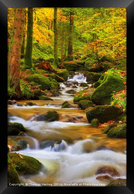 Forest brook in autumn Framed Print by Thomas Herzog