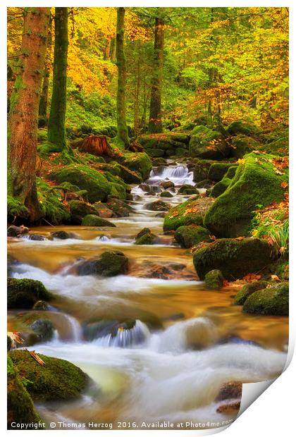Forest brook in autumn Print by Thomas Herzog