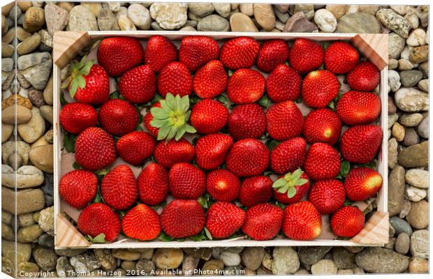 Strawberries Canvas Print by Thomas Herzog