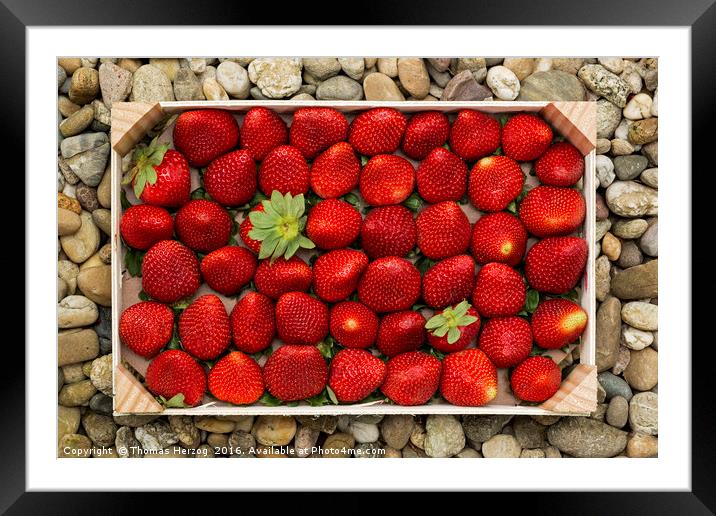 Strawberries Framed Mounted Print by Thomas Herzog
