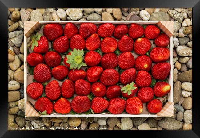 Strawberries Framed Print by Thomas Herzog