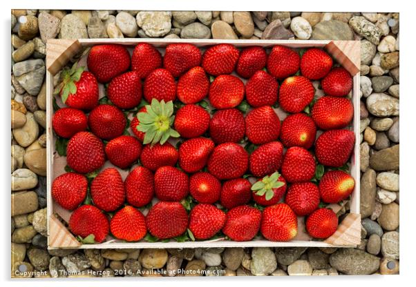 Strawberries Acrylic by Thomas Herzog