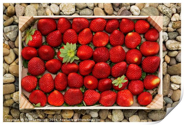 Strawberries Print by Thomas Herzog