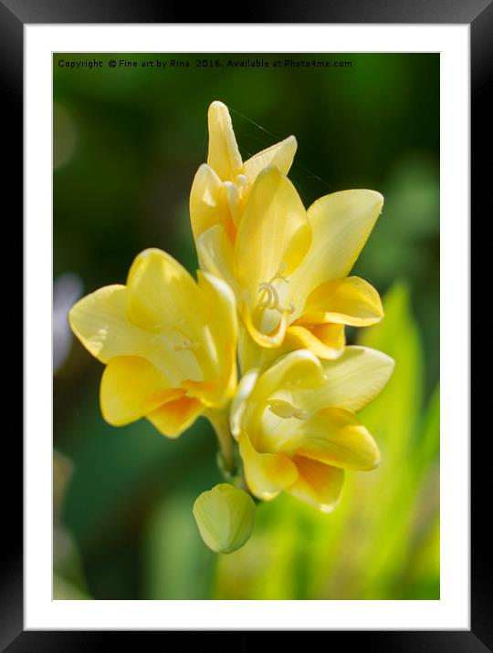 Wild Freesia Framed Mounted Print by Fine art by Rina